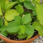 Anredera cordifolia 葉