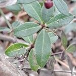 Rubia peregrina Blad