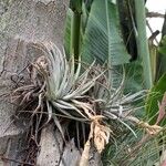 Tillandsia strictaLeaf