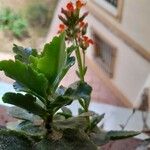 Kalanchoe crenata Folha