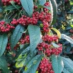 Cotoneaster frigidus Blatt