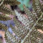 Athyrium filix-femina Blatt