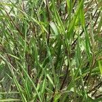 Agrostis stolonifera Blatt