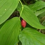 Streptopus amplexifoliusFruit