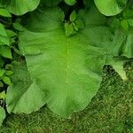 Arctium lappa Blad