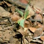 Nothofagus obliqua Corteza
