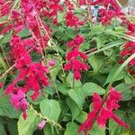 Salvia splendens ᱛᱟᱦᱮᱸ