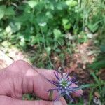 Phyteuma scheuchzeri Квітка