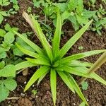 Ananas comosus Leaf