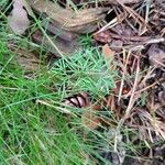 Seseli peucedanoides Hoja