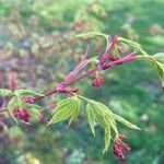 Acer japonicumFolio