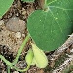 Aristolochia macrophylla Foglia