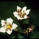 Nephrophyllidium crista-galli Flor