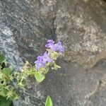 Campanula fenestrellata फूल