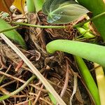 Philodendron pinnatifidum Koor