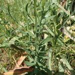 Linaria angustissima Blad