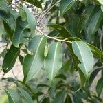 Syzygium cumini Blatt