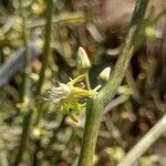Cynanchum viminale Flor