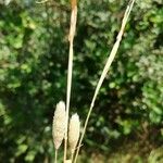 Phleum arenarium Fruit