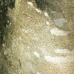 Ficus benjamina Kabuk