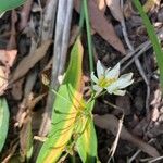 Nothoscordum bivalve Flor