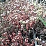 Sedum anglicum Fuelha