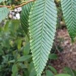 Carpinus japonica Leaf