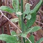 Chrysojasminum fruticans Feuille