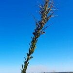 Solidago chilensis Plante entière