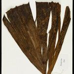 Iriartella setigera Leaf