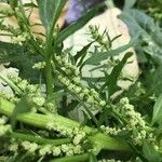 Chenopodium rubrum Flor