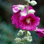 Alcea rosea Flors