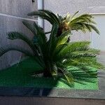 Cycas revolutaLeaf