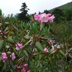 Rhododendron souliei Leaf