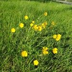 Ranunculus macrophyllus Habit