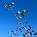Pyrus bourgaeana Fruit