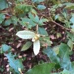 Notholithocarpus densiflorus Hoja