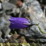 Campanula herminii Цвят