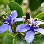 Guaiacum officinale Flower