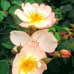 Rosa arvensis Cvet