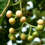 Cordia myxa Fruit