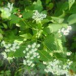 Ageratina altissimaBlüte