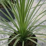 Cordyline indivisa Alkat (teljes növény)