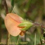 Scorpiurus vermiculatus Flower