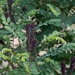 Amorpha fruticosa Lehti