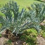 Encephalartos horridus Folha