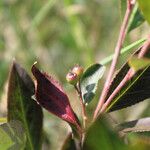 Aronia × prunifolia 叶
