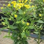 Helenium autumnale Yeri