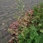 Capsella bursa-pastoris 整株植物