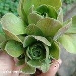 Aeonium castello-paivae 葉